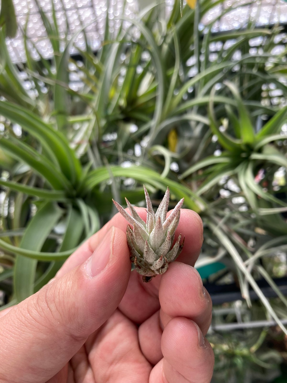Ꭲ.ionantha van-hyningii 'Pink Lady' | 【Good Fi