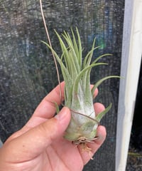 Ꭲ.bulbosa tiny dancer | 【Good Field】エアープランツ専門店