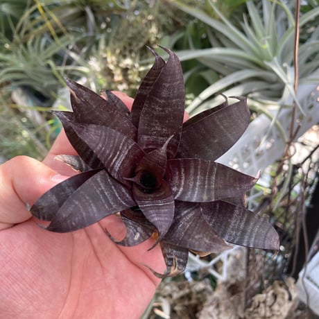 tillandsia | STORES