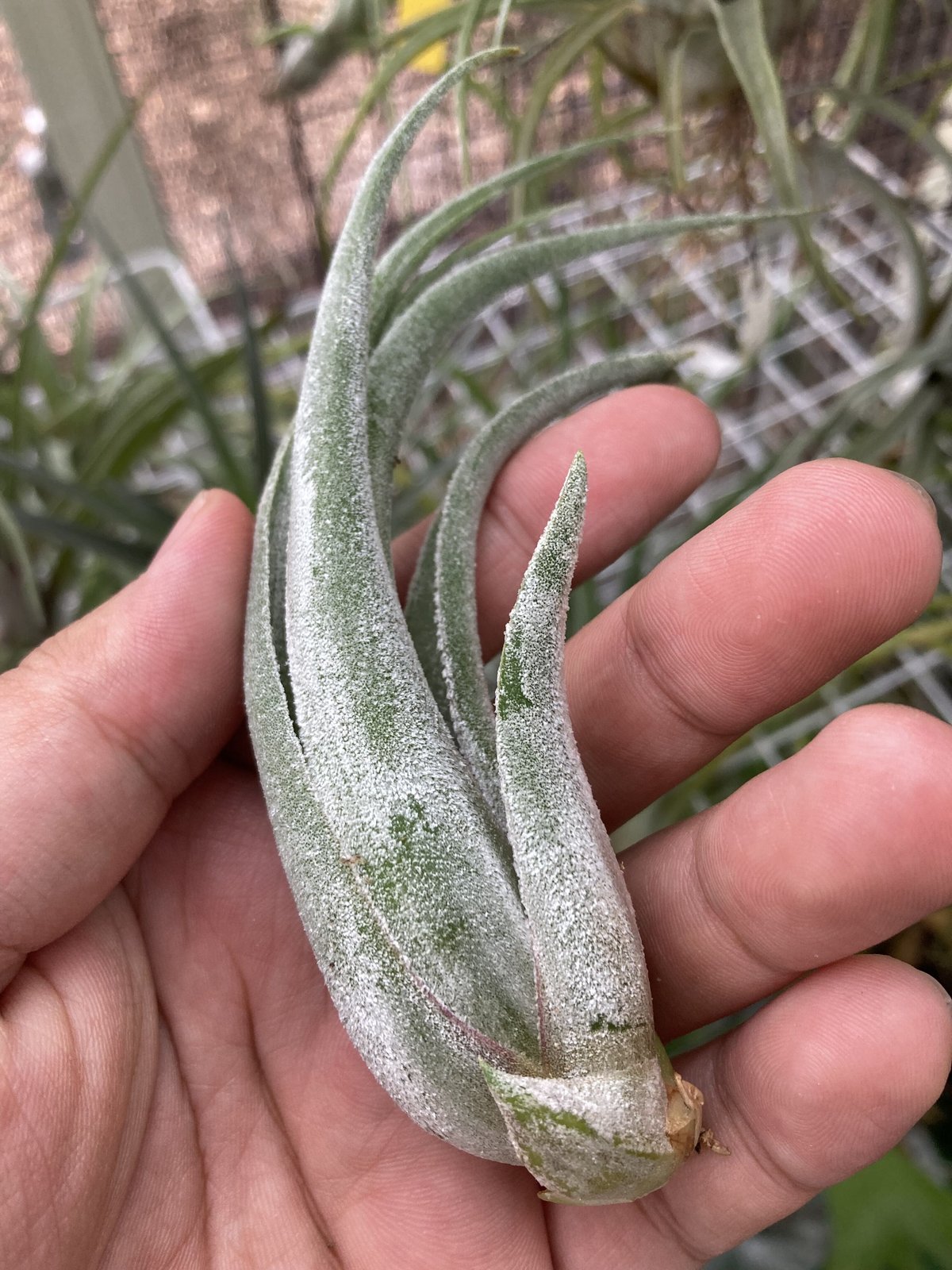 レア) チランジア Bird Rock Tango 子株 レア) チランジア Bird Rock Tango 子株