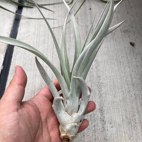 ティランジア | STORES