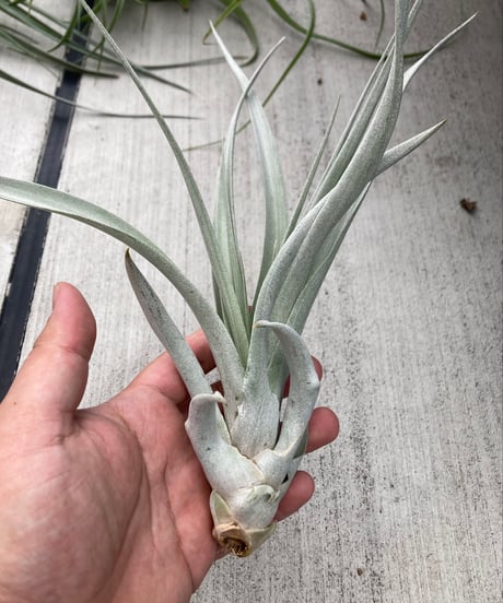 CATEGORY Tillandsia | 【Good Field】エアープランツ専門店