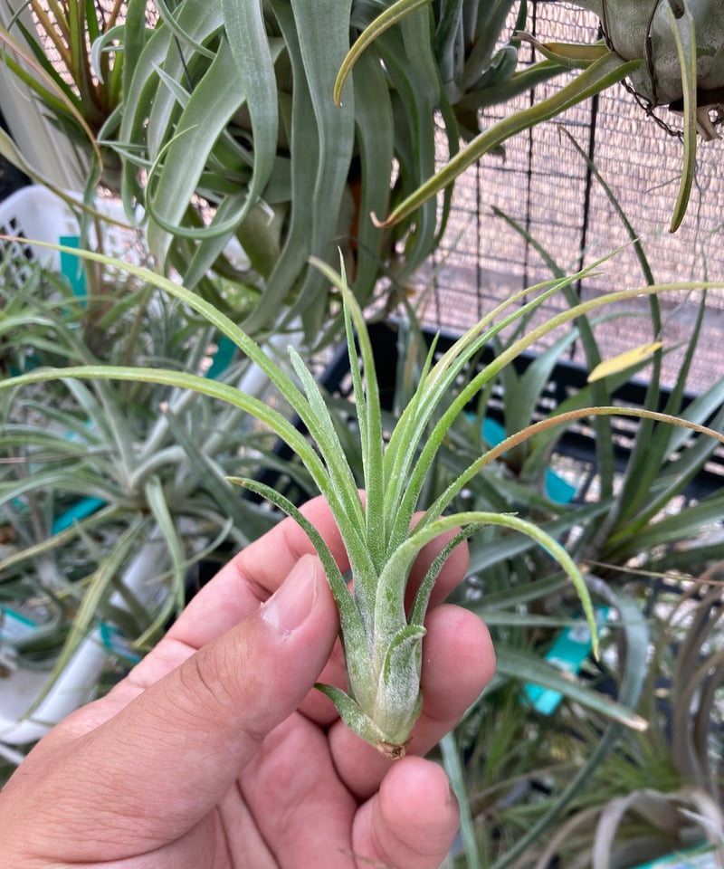 Ꭲ.Xianxi Treasure (ionantha green × streptophyl