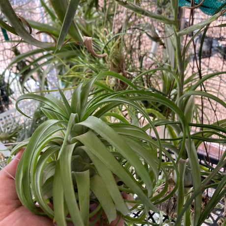 ティランジア | STORES