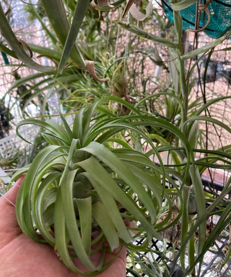 CATEGORY Tillandsia | 【Good Field】エアープランツ専門店