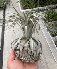 Ꭲ.chapeuensis var.turriformis | 【Good Field】エアー