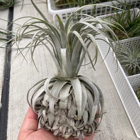 tillandsia | STORES