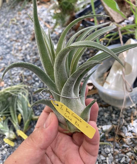 CATEGORY Tillandsia | 【Good Field】エアープランツ専門店