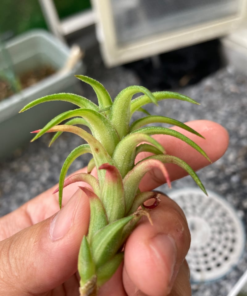 Ꭲ.Vanhyningii variegata | 【Good Field】エアープランツ専門店