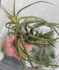 Ꭲ.Queen's Pink Rose (roseoscapa x ionantha) | 【