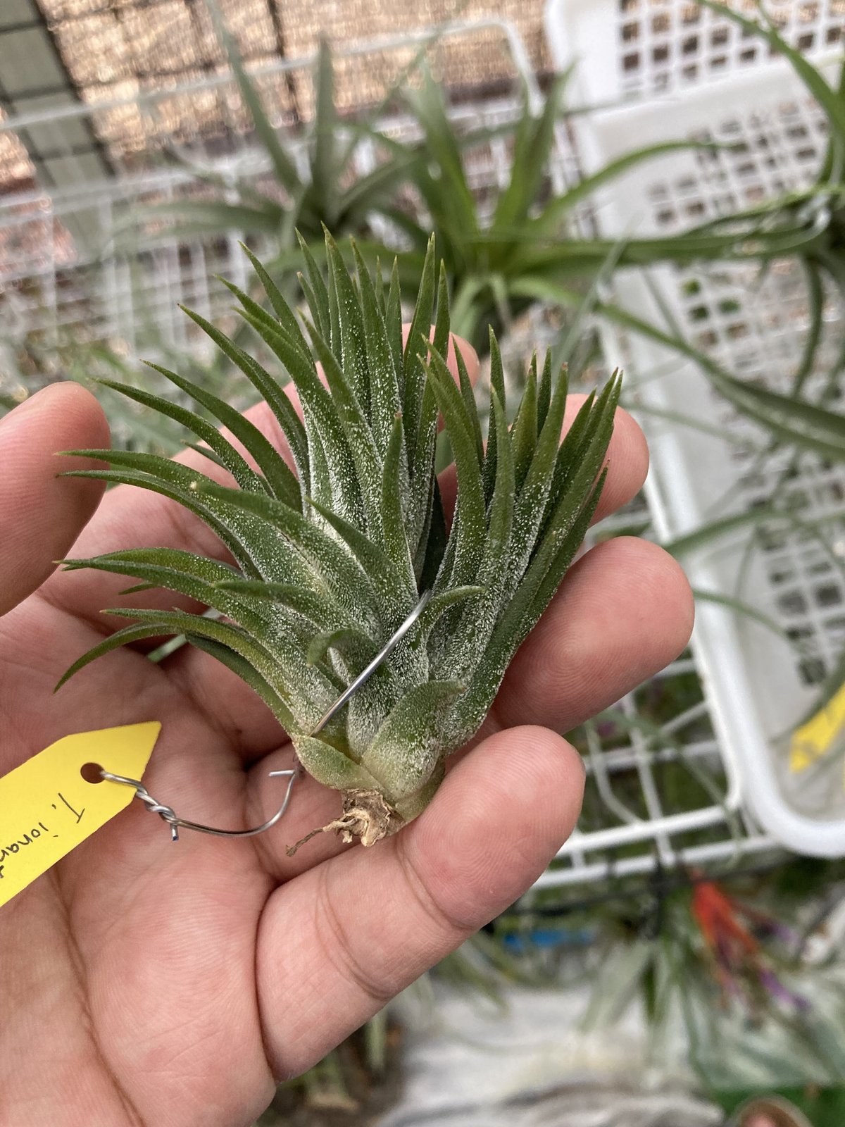 チランジア イオナンタ メディオピクタ 【 Tillandsia Ionantha チランジア イオナンタ メディオピクタ 【 Tillandsia Ionantha