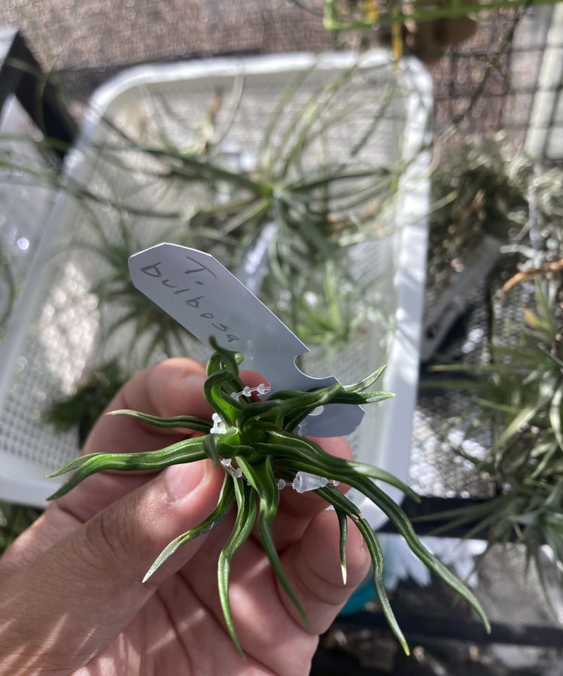 Tillandsia Bulbosa Tiny Dancer 速達発送 Tillandsia bulbosa Tiny Dancer 速達発送 Tillandsia bulbosa