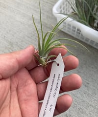 (ionantha Fuego x chiapensis) x caput-medusae