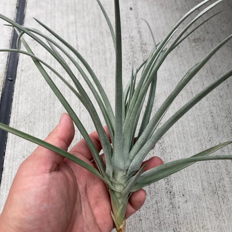 tillandsia | STORES