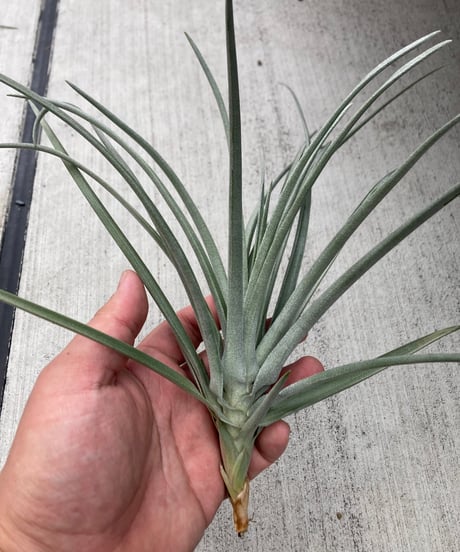 CATEGORY 交配種 | 【Good Field】エアープランツ専門店