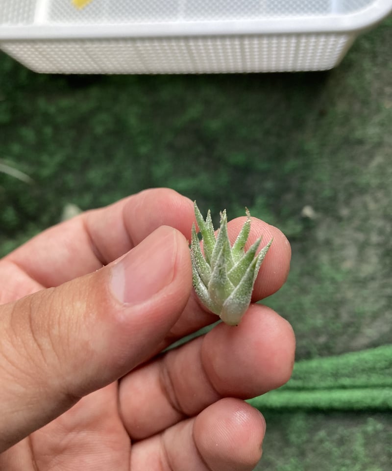 Ꭲ.ionantha ver. vanhyningii Minor | 【Good Field Ꭲ.ionantha ver. vanhyningii Minor | 【Good Field