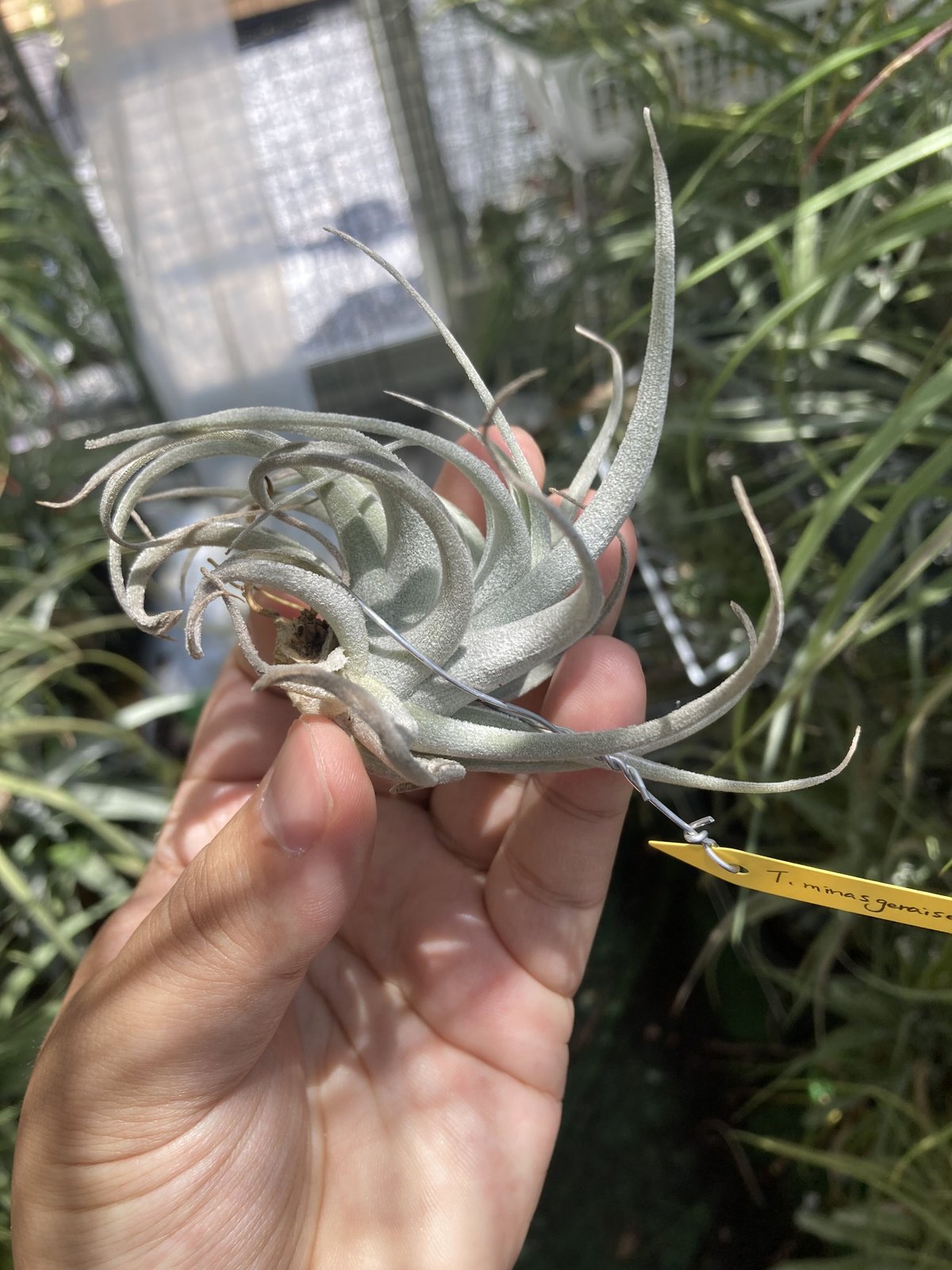 Ꭲ.minasgeraisensis | 【Good Field】エアープランツ専門店