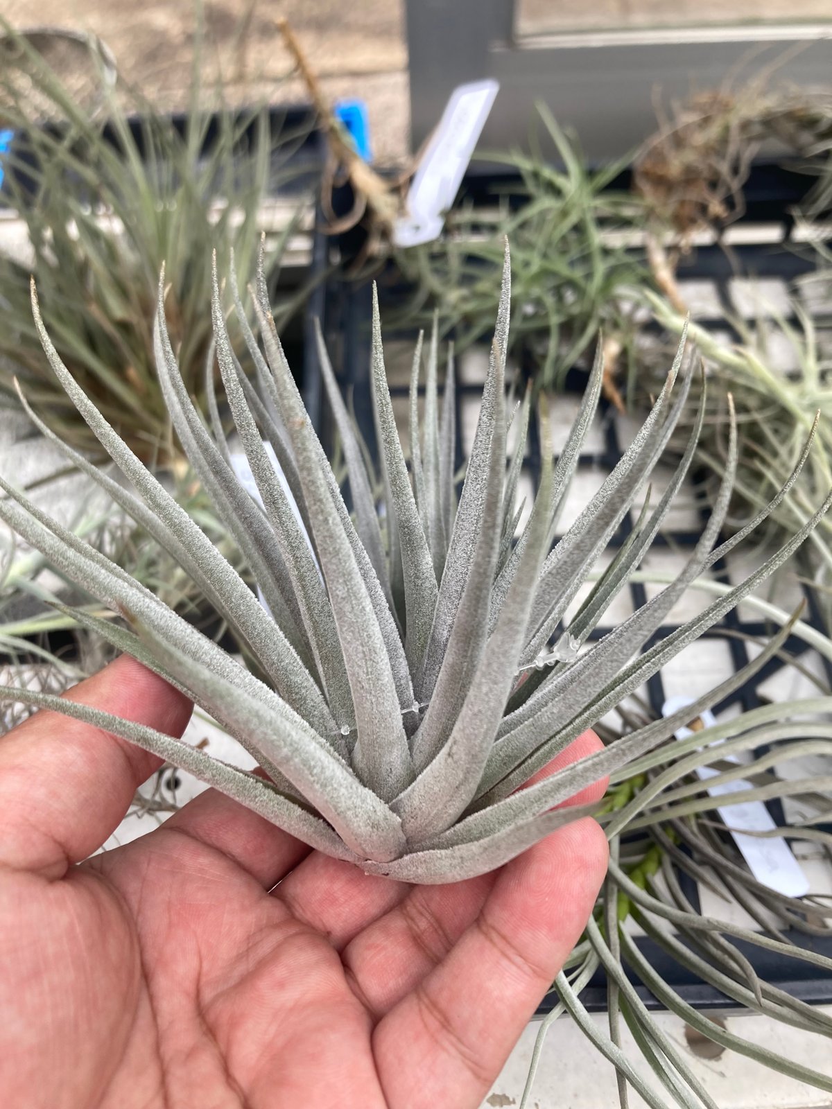 Ꭲ.kautskyi hybrid silver | 【Good Field】エアープランツ専門店