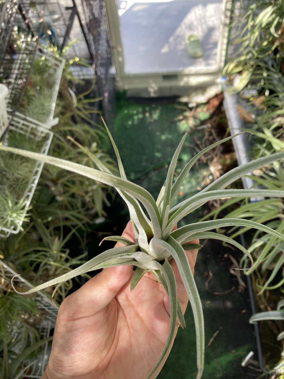 Ꭲ.Bea Correale x Ꭲ.caput-medusae Sonoran Snow |