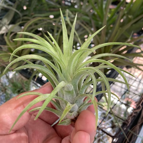tillandsia | STORES