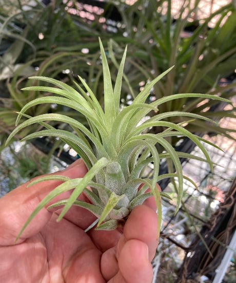 Tillandsia Ice Sordet 速達発送 Tillandsia Ice Sordet 速達発送