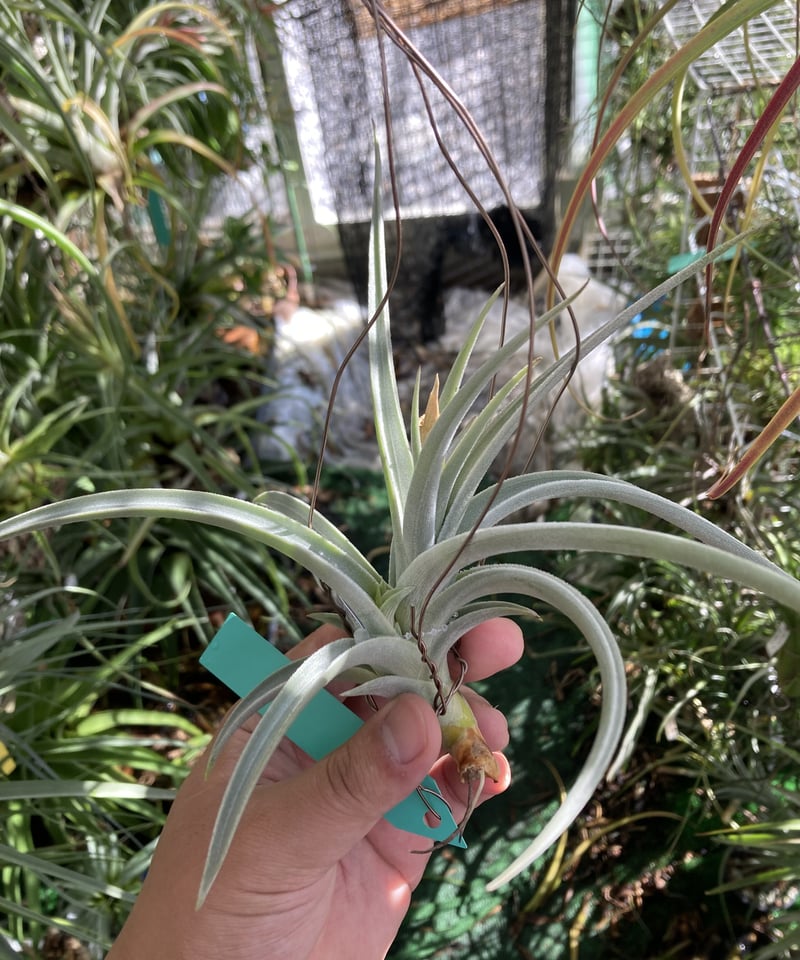 T.lotteae | 【Good Field】エアープランツ専門店