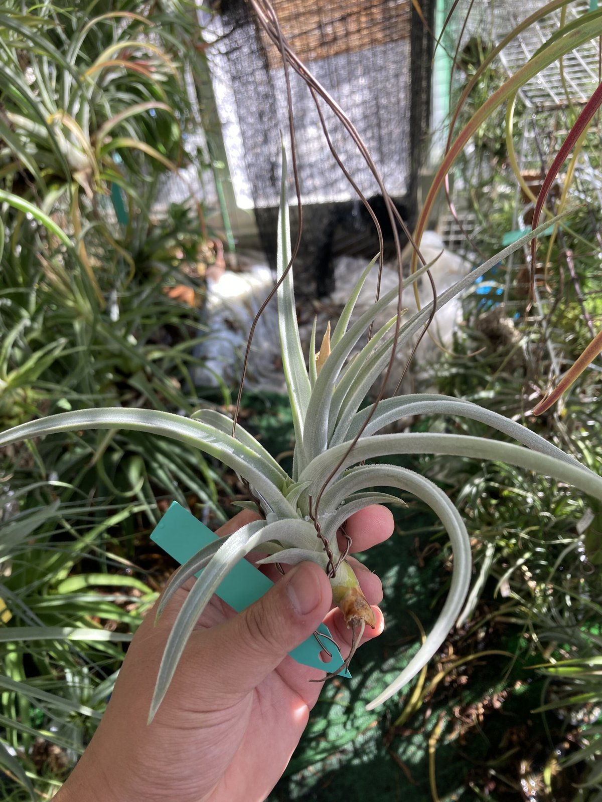 T.lotteae | 【Good Field】エアープランツ専門店