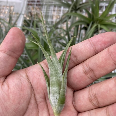 Ꭲ.flexuosa giant twisted seedlings