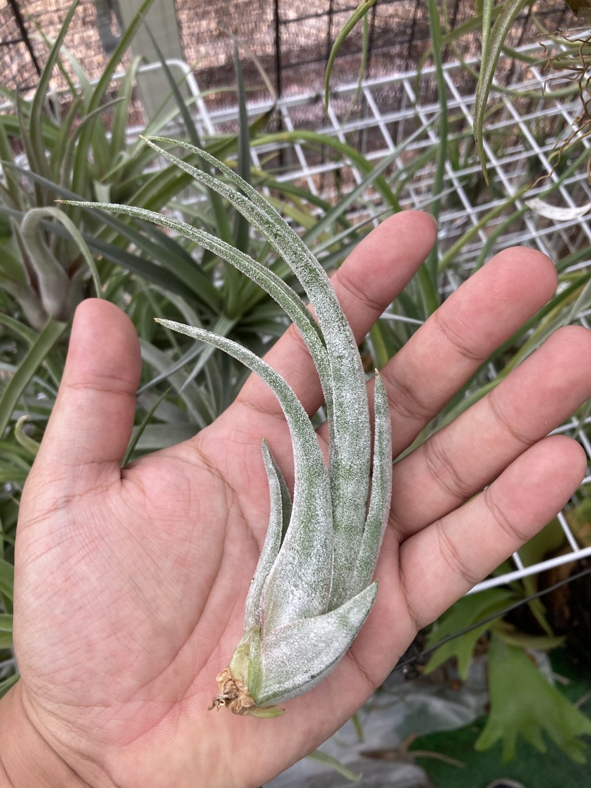 Ꭲ.Bird Rock Elegance (streptophylla×pueblensis)