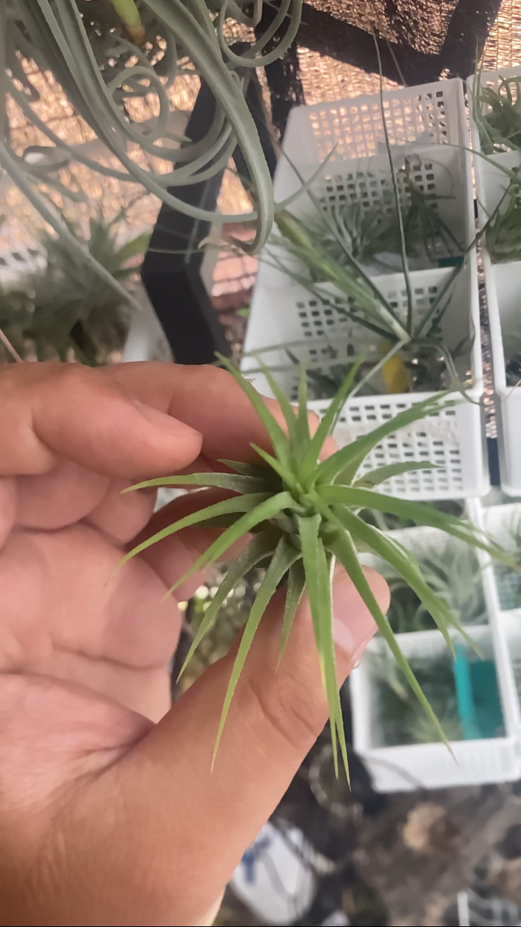 Tillandsia Methaporn Delight 速達発送 Tillandsia Methaporn Delight 速達発送