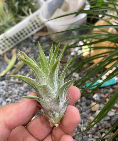 ブロメリア・エアープランツ T.ionantha var. vanhyningii minor チランジア イオナンタ バンハイニンギー (エアープランツ