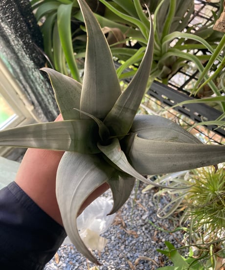 アイテム | 【Good Field】エアープランツ専門店