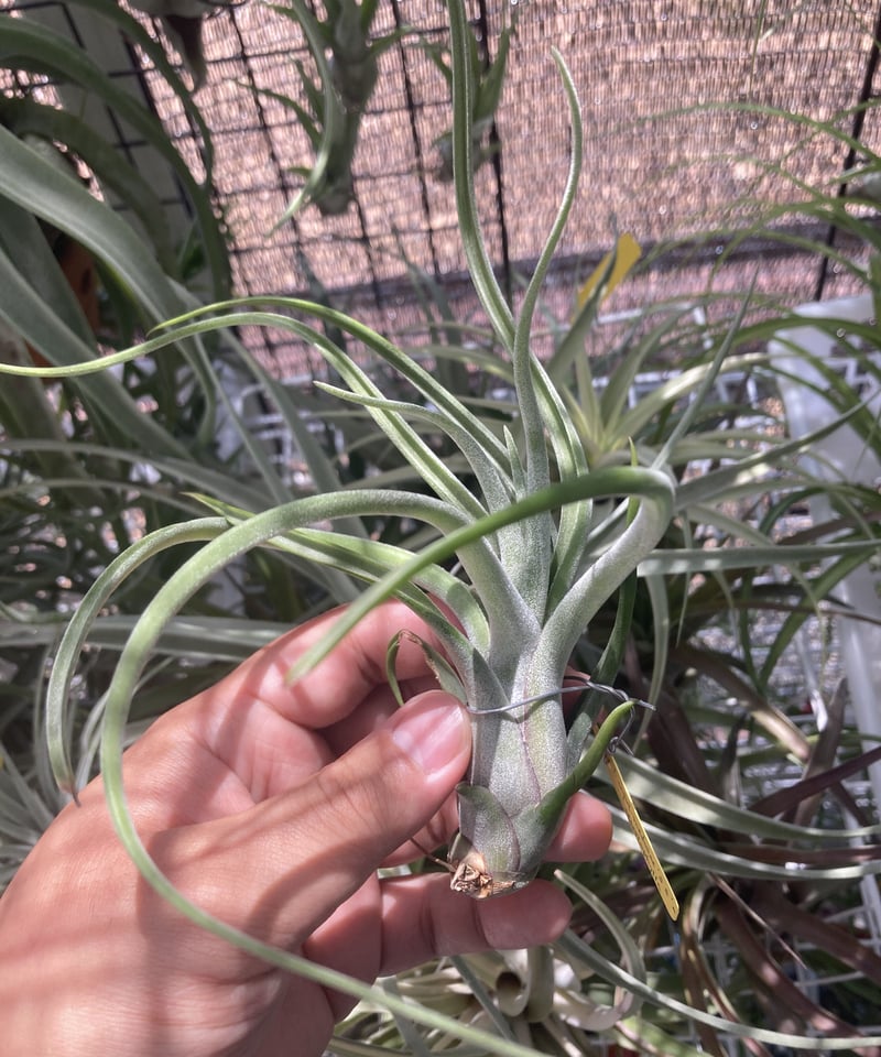 ブロメリア・エアープランツ T.caput-medusae 'Sonoran ' x T.'BC' 楽天市場】(現品) チランジア 交配種(BC × カプトメデューサ