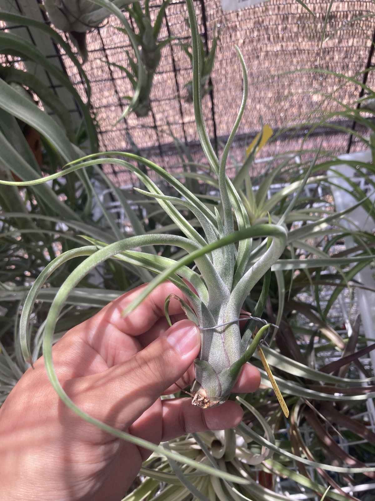 Ꭲ.caput-medusae sonoran snow × Ꭲ.streptophylla