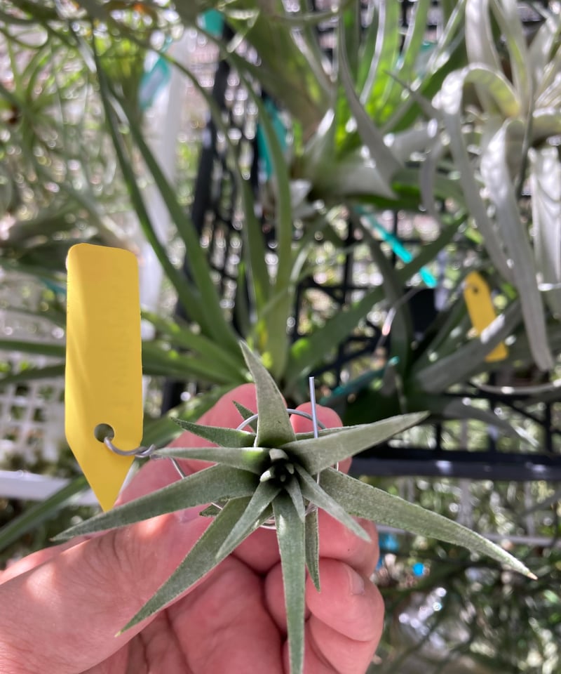 Ionantha Ron × Streptophylla Belize 速達発送 Ionantha Ron × Streptophylla Belize 速達発送