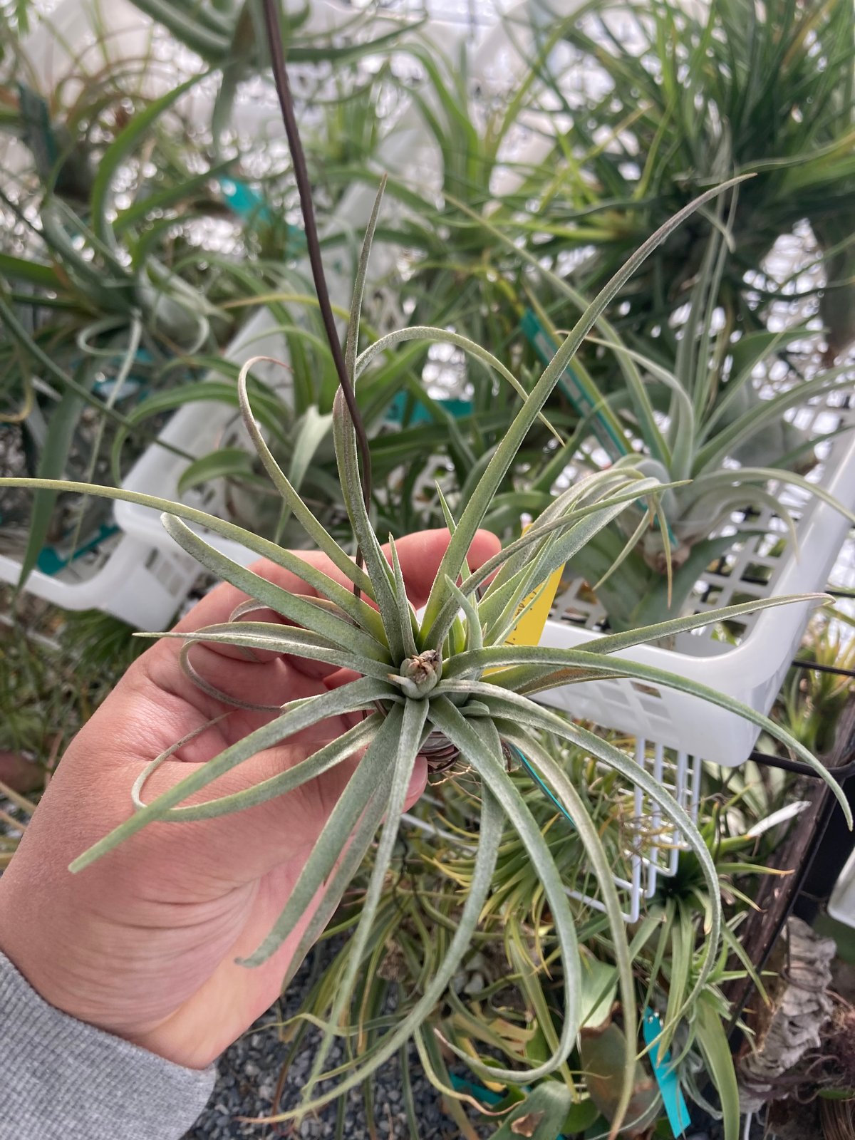 T.Jumping For Joy (ionantha × exserta) | 【Good