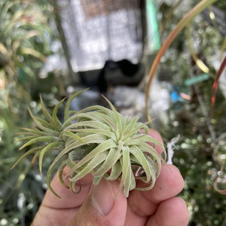 T.ionantha Curly Top