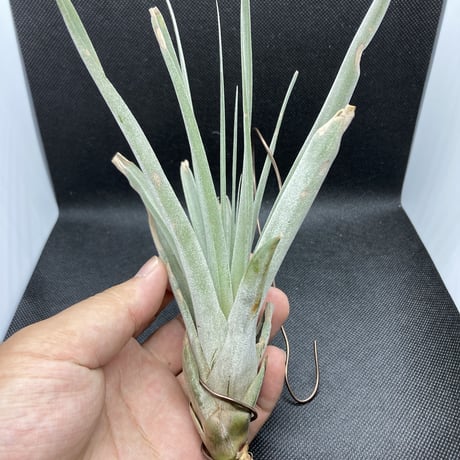 Ꭲ.King Cobra (chiapensis × botteri)