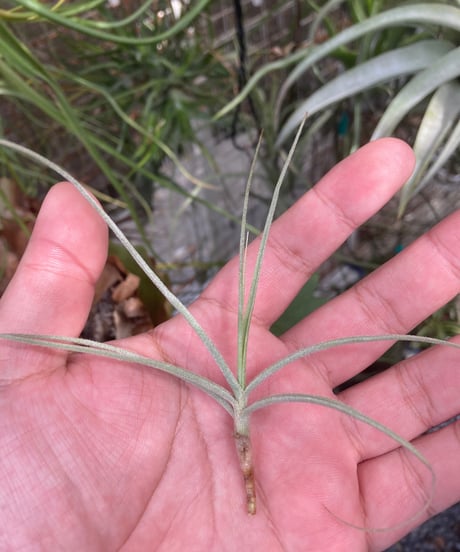 ブロメリア・エアープランツ Tillandsia 'Patricia McKeon from Domingo CATEGORY 交配種 | 【Good Field】エアープランツ専門店