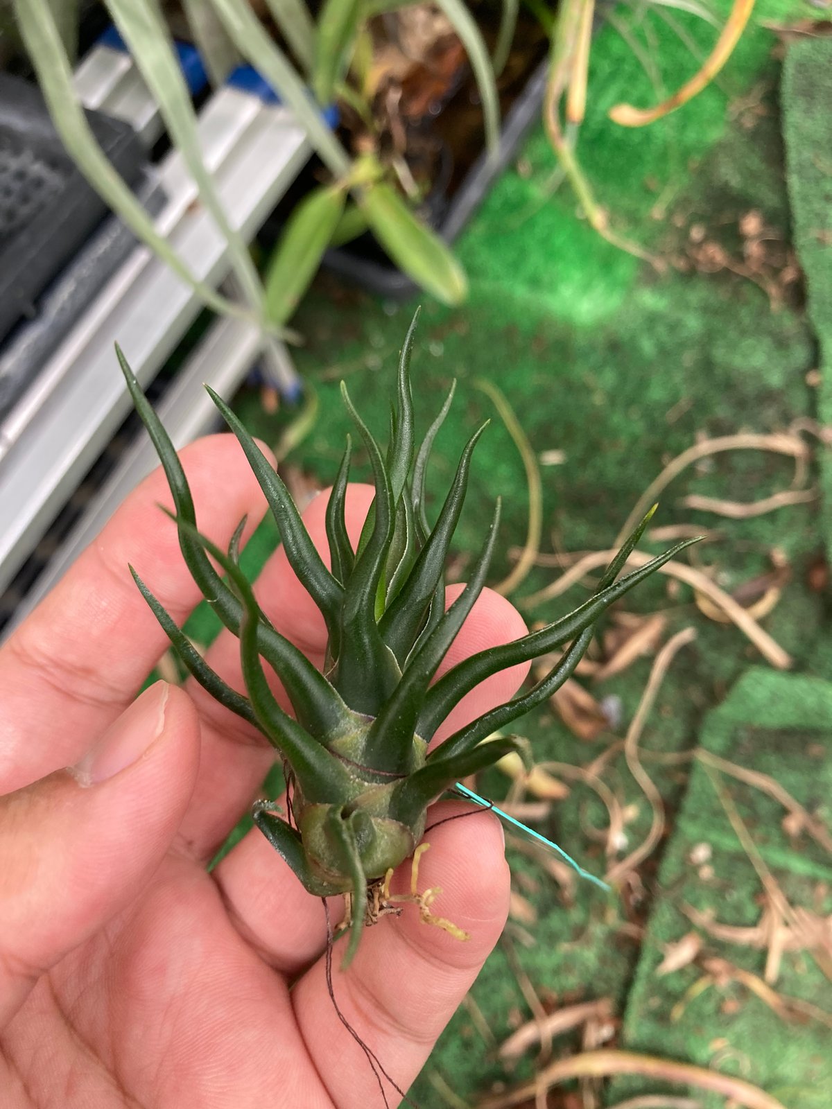 Ꭲ.bulbosa tiny dancer | 【Good Field】エアープランツ専門店
