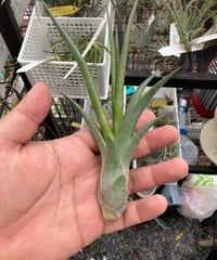 Ꭲ.Eric Knobloch x Ꭲ.bulbosa Giant form