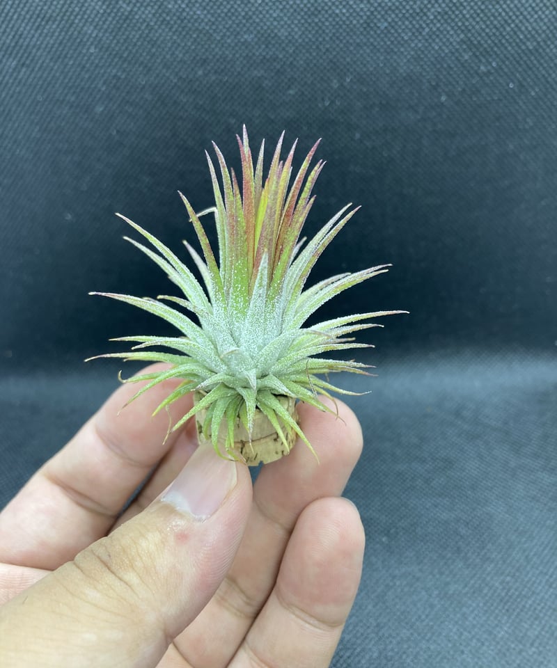 ブロメリア・エアープランツ ionantha 'Fire' エアプランツの投稿画像 by rionさん｜イオナンタとブロメリアと