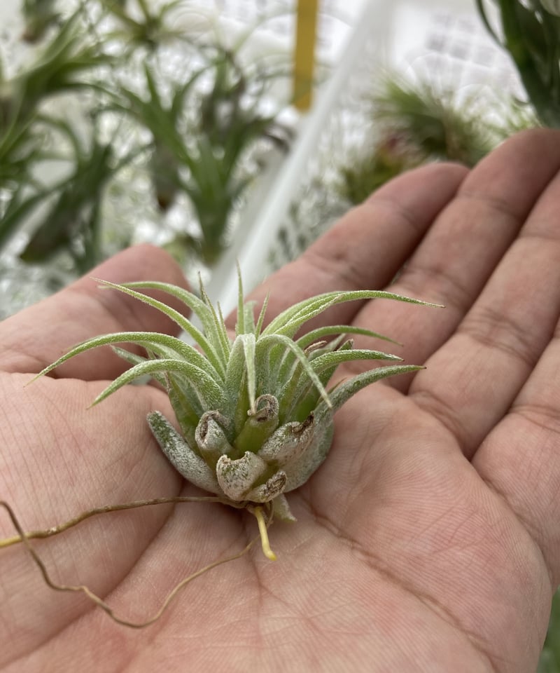 T.ionantha Curly giant | 【Good Field】エアープランツ専門店