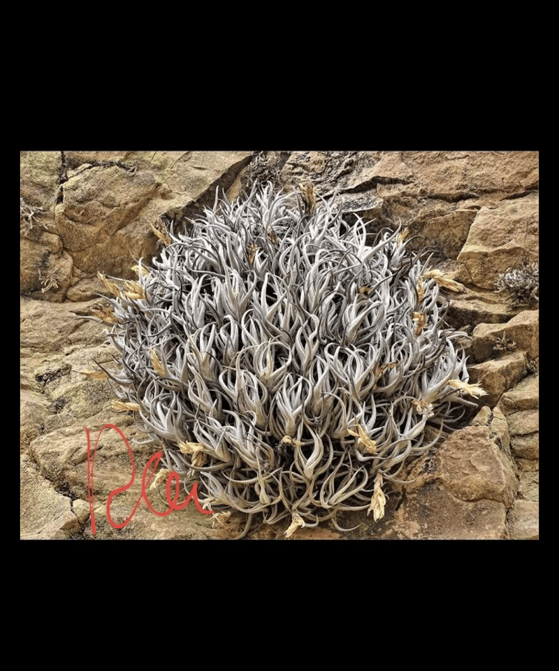 新種記載中】T. aff. xiphioides T'S TROPICALS 新種記載中】T. aff