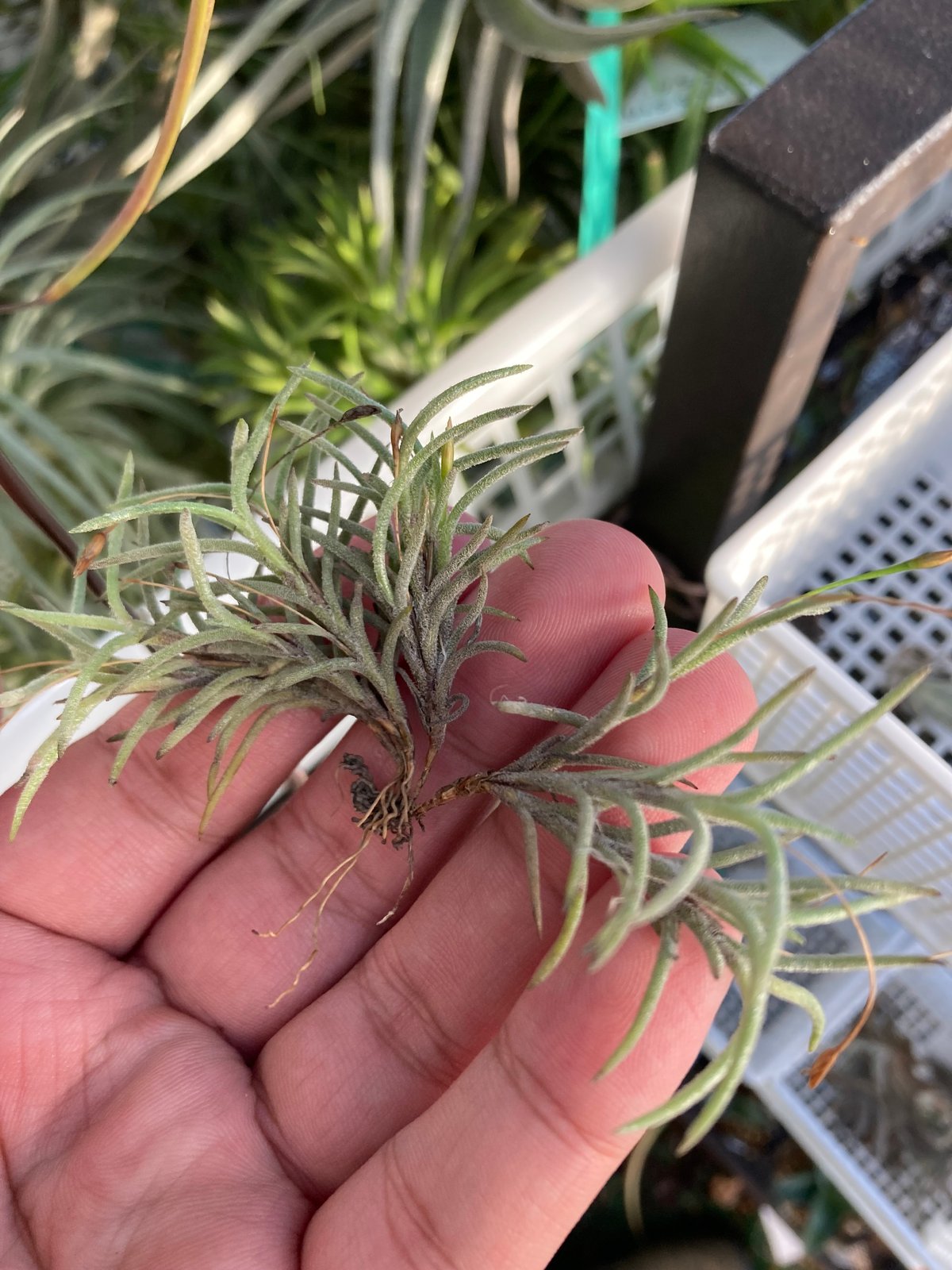 Tillandsia capillaris 欧州愛好家由来株 識別番号付 Tillandsia capillaris II