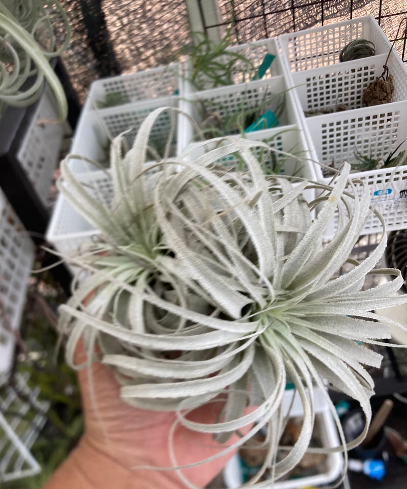Ꭲ.chapeuensis var.turriformis | 【Good Field】エアー