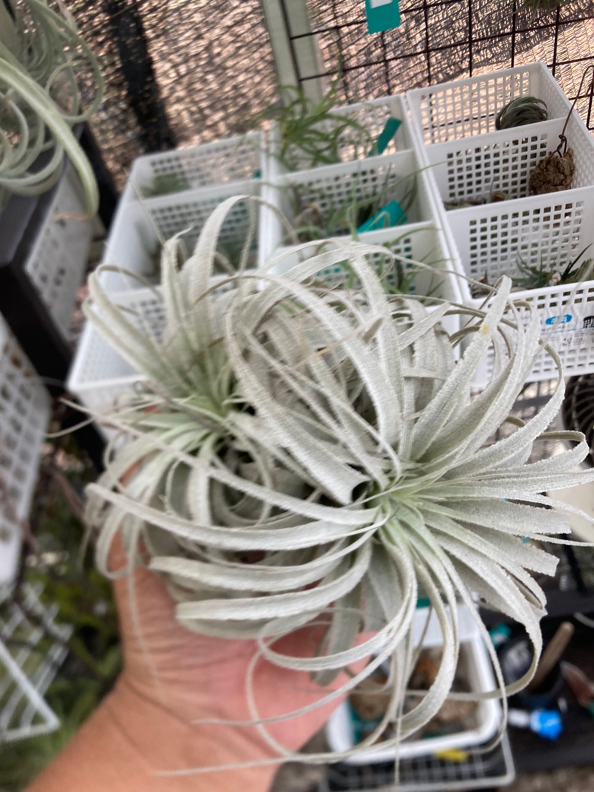 T. chapeuensis var. Turriformis [子株] Ꭲ.chapeuensis var.turriformis | 【Good Field】エアー