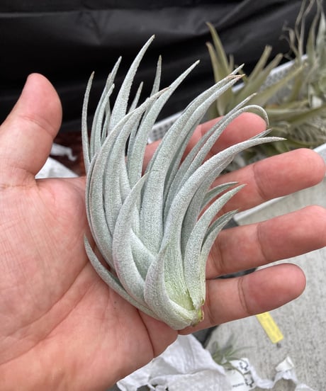 CATEGORY Tillandsia | 【Good Field】エアープランツ専門店