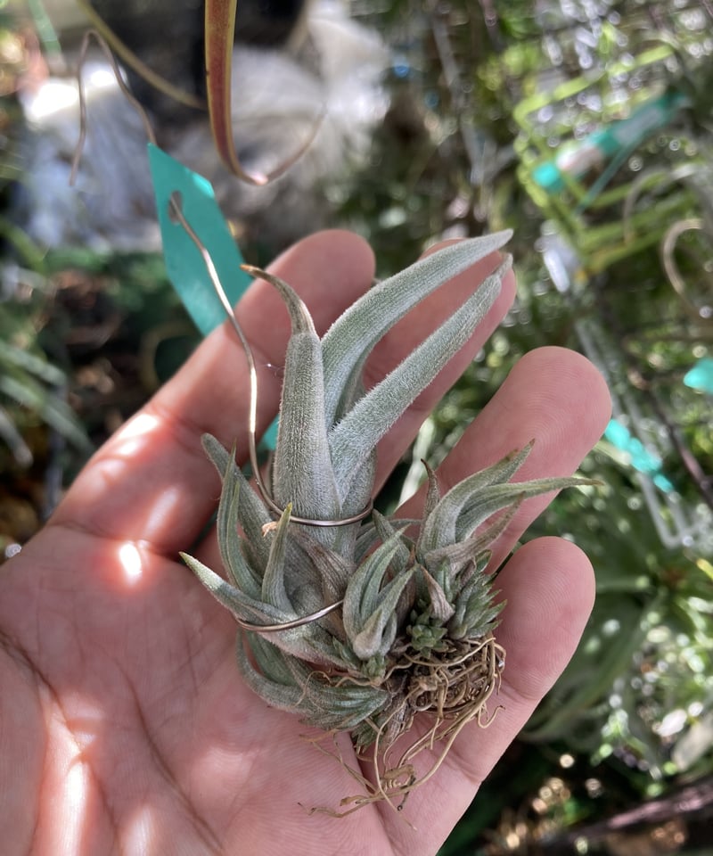 ブロメリア・エアープランツ T.erici x xiphioides T.xiphioides | 【Good Field】エアープランツ専門店