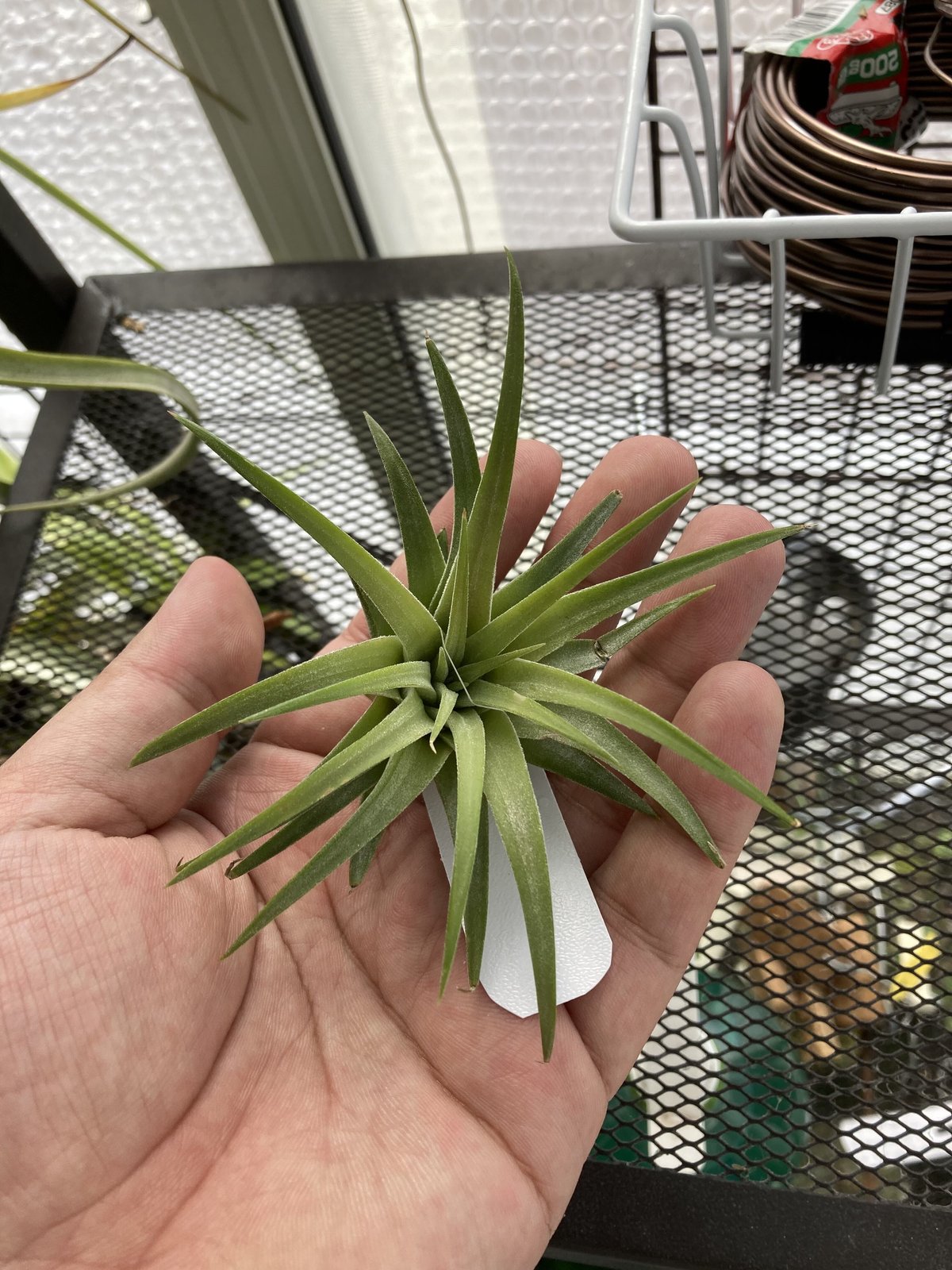 T.ionantha Mad Max | 【Good Field】エアープランツ専門店